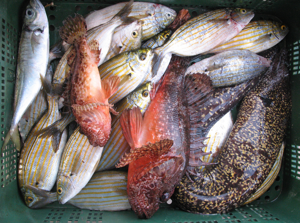 pesce_fresco